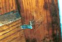 Pholcus_phalangioides_F2174_Z_77_Les Gris_Frankrijk
